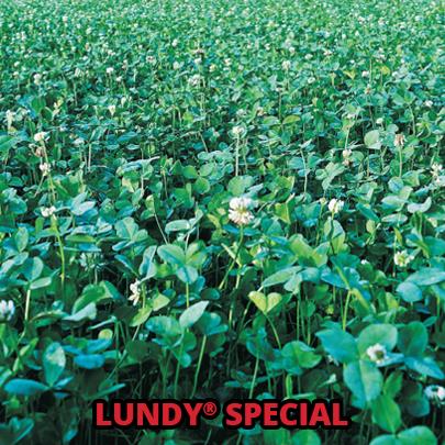 Lundy Special