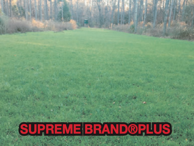 Supreme Brad Plus Field