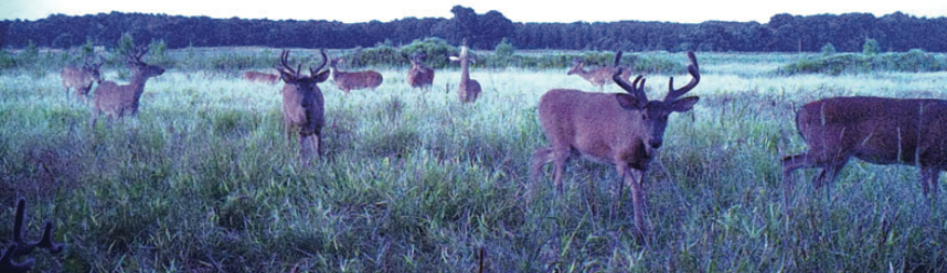 Wide Deer herd Image