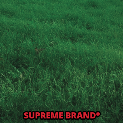 supreme brand