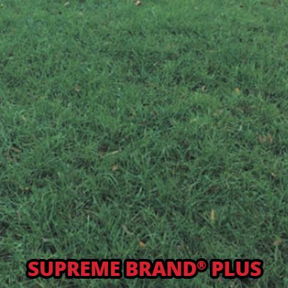 supreme brand plus